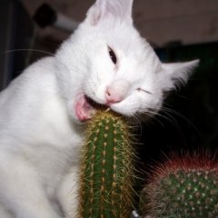 Кот ест Кактус