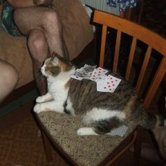 Пацанский кот