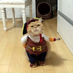 Пират котофеевич