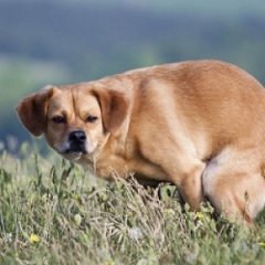 Срущая собака