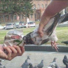 Суровое кормление голубей