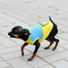 Украинство в одном фото