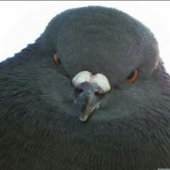 Укуф