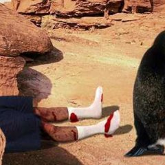 Умный пингвин робко прячет