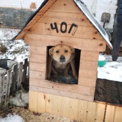 ЧОГ