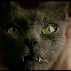 Кошак