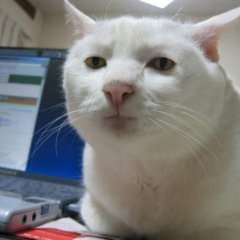 Кот мем