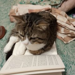 Кот воитель