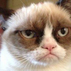 Котик