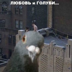Любовь и голуби продолжение