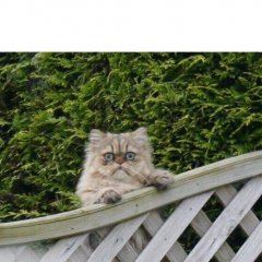 Соседский кот