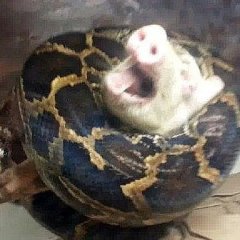 В котле