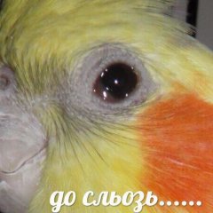 До сльозь