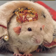 Хомяк героин