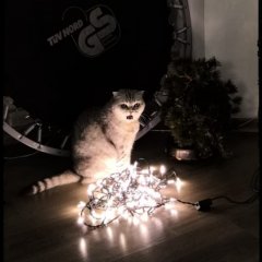 Кошка говорит