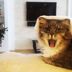 Кошка-Маруся