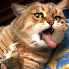 Кот блюёт