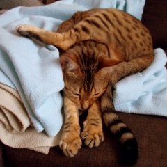Кот лежит удобно