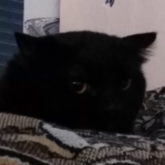 Кот-мем