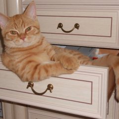 Кот в комоде