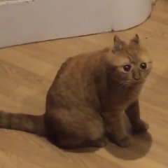 Кот