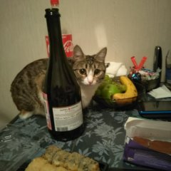Котэ бухарик