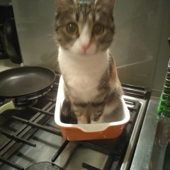 Котэ в лотке
