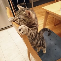 Котлеты