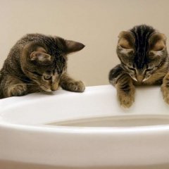 Котята смотрят в унитаз