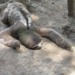 Ленивец ползет