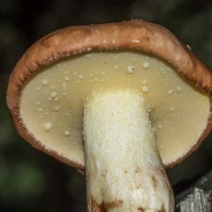 Маслёнок