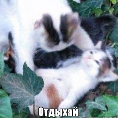 Отдыхай