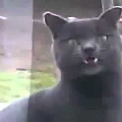 Саня-кот