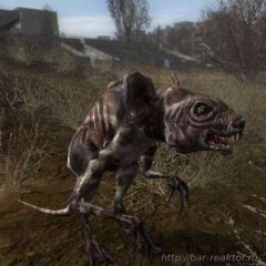 STALKER тушкан