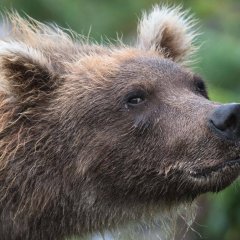 А не пидорок ли ты часом медведь