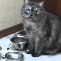 Кот хочет кушать
