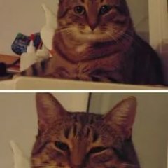 Кот