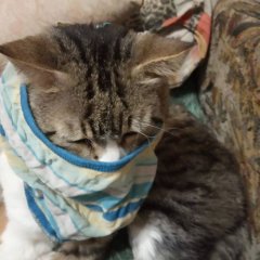 Котаро
