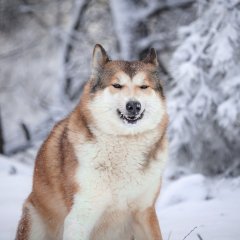 Лайка