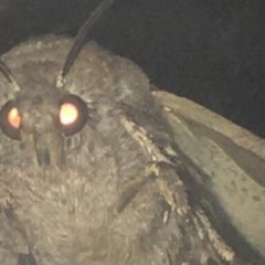 Люм