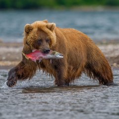 Медведь с рыбой