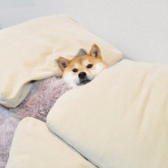 Пес