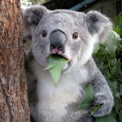 Surprised-Koala