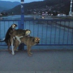 Три кота