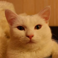 Белый кот