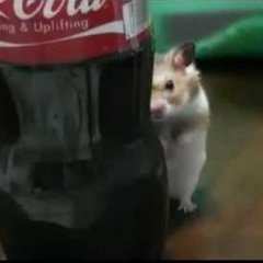 Хомячки не прощают предательства