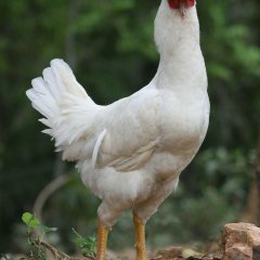 КО-КО-КО