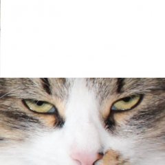 Кошара