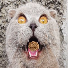 Кот попробовал вискас