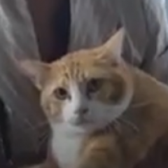 Кот съеденный питоном и выживший